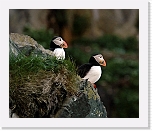 Atlantic Puffin lunni_7395 * 800 x 672 * (346KB)